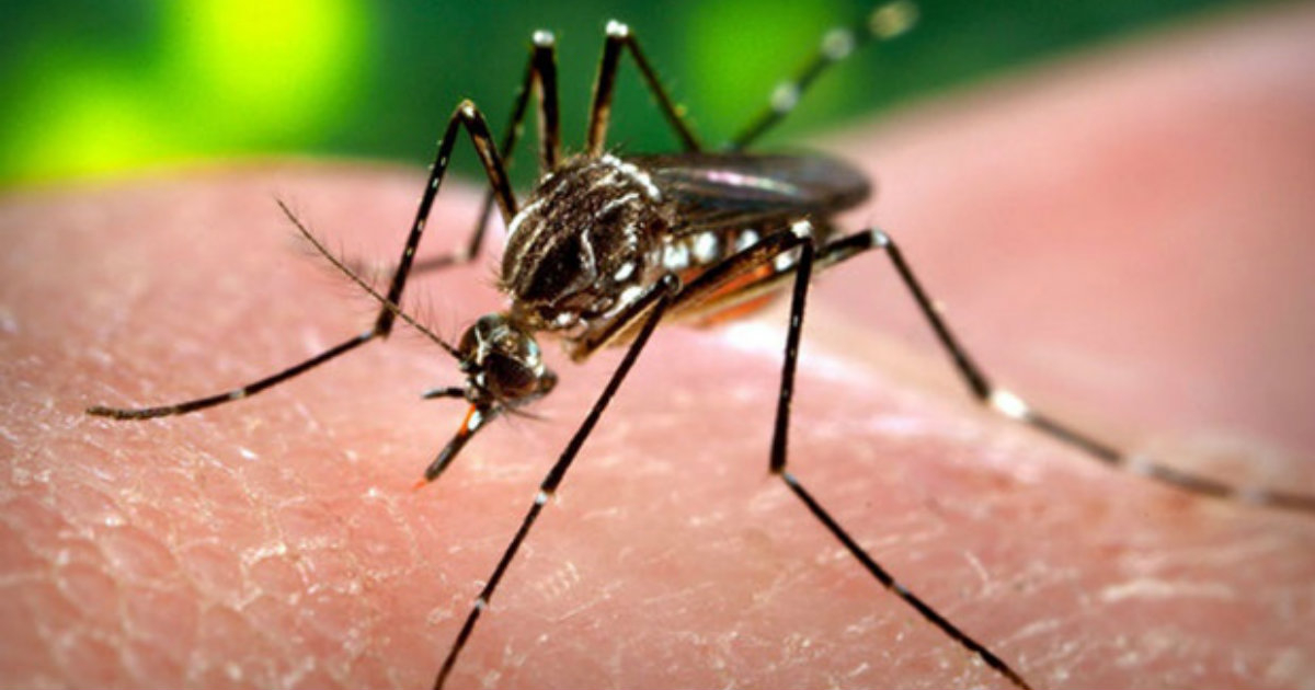 Aedes aegypti, agente transmisor de arbovirosis © Wikimedia Commons / Rafaelgilo