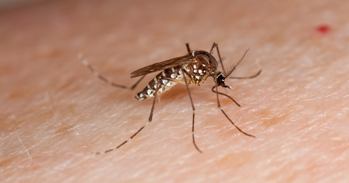 Mosquito Aedes aegypti © Flickr/ U.S. Department of Agriculture