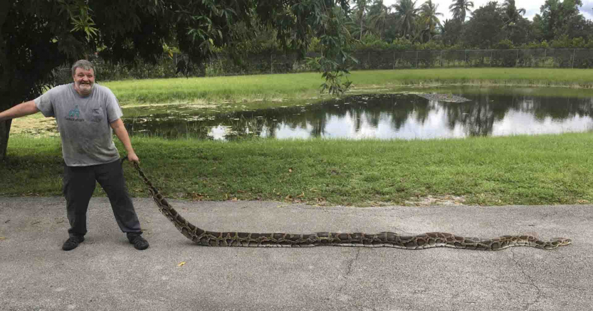 George Perkins, miembro de "Python Action", con la serpiente © FWC