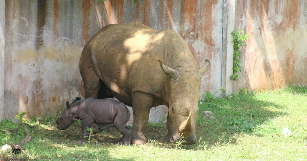 Bebé rinoceronte junto a su madre © Facebook / Parque Zoológico Nacional de Cuba