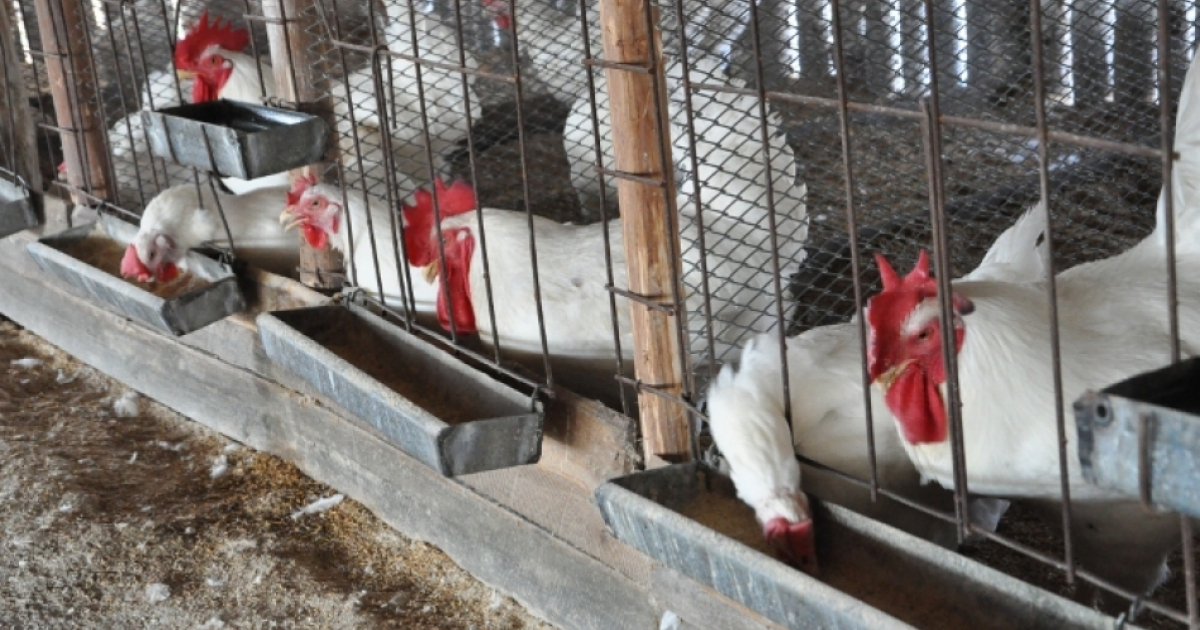 Pollos de un productor cubano © Trabajadores