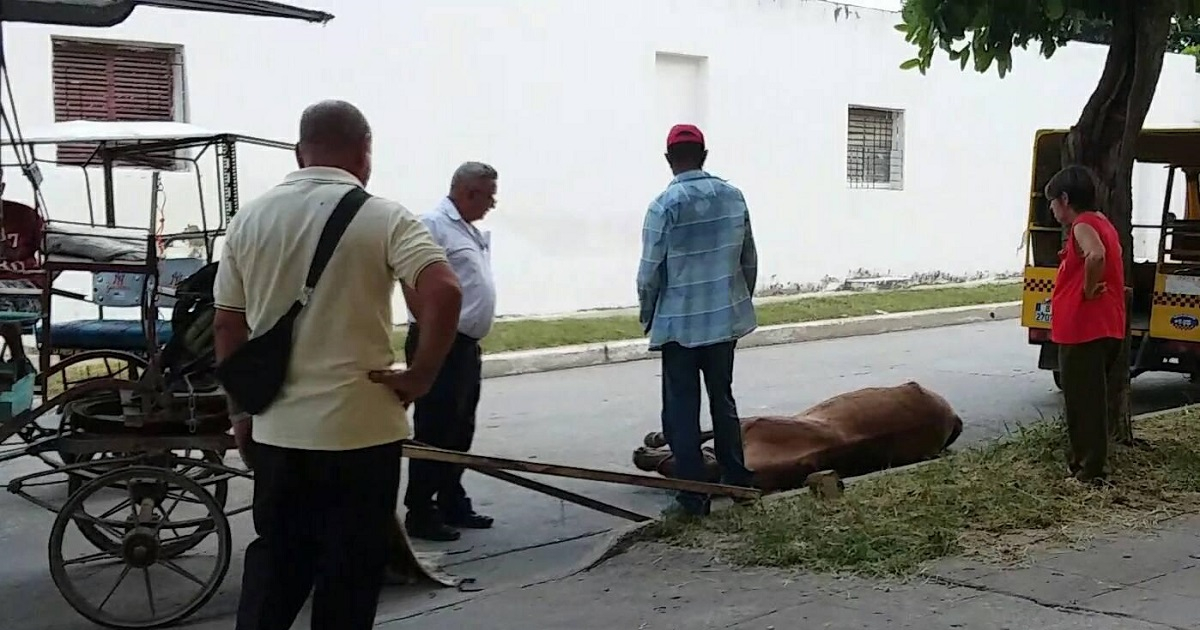 Caballo tirado en la calle © La Hora de Cuba/Facebook
