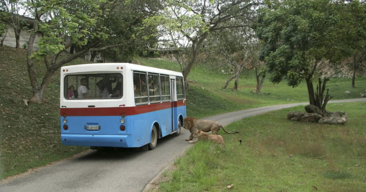 Safari en el Zoológico Nacional © Facebook/Parque Zoológico Nacional de Cuba