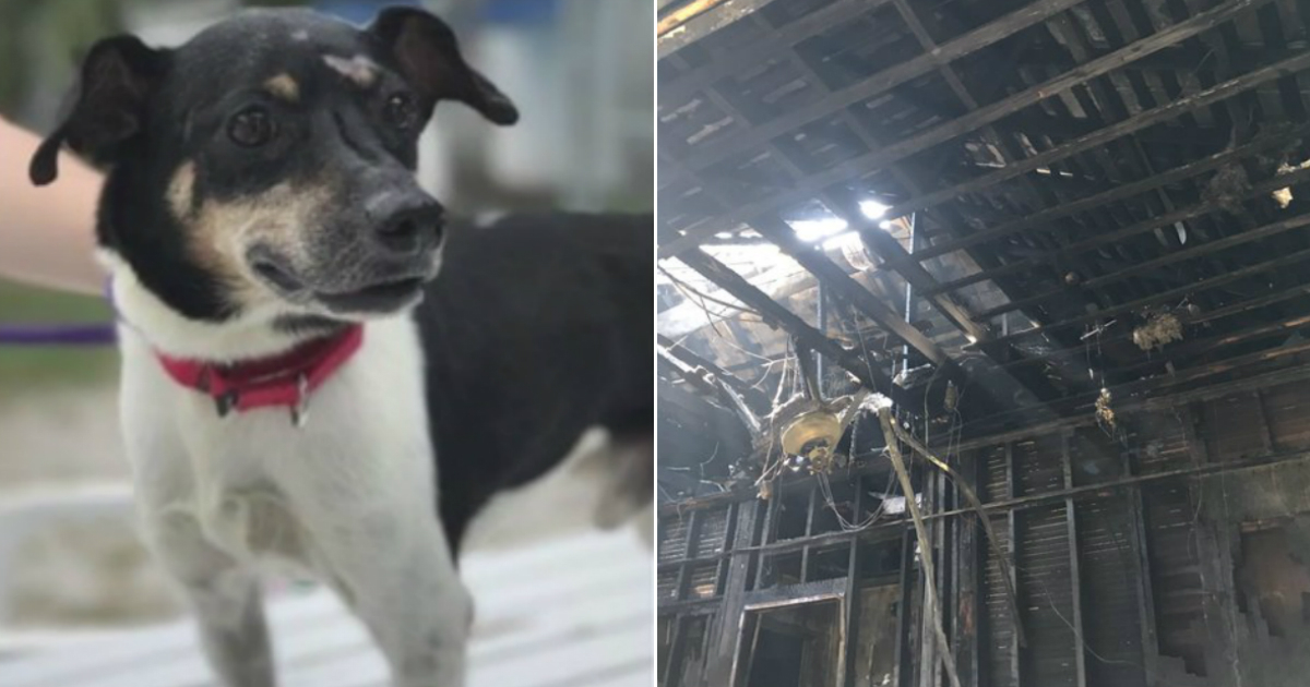 Zippy, un perro de raza Jack Russell Terrier, y el inmueble incendiado © Captura de video/ Fox News 