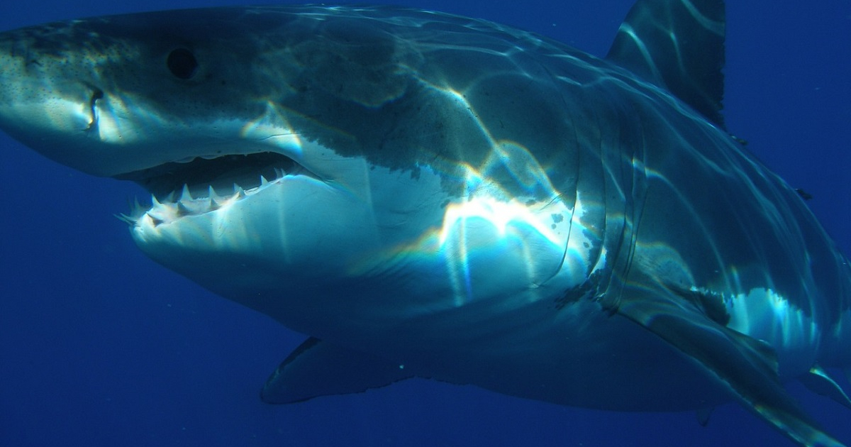 Tiburón © Pixabay