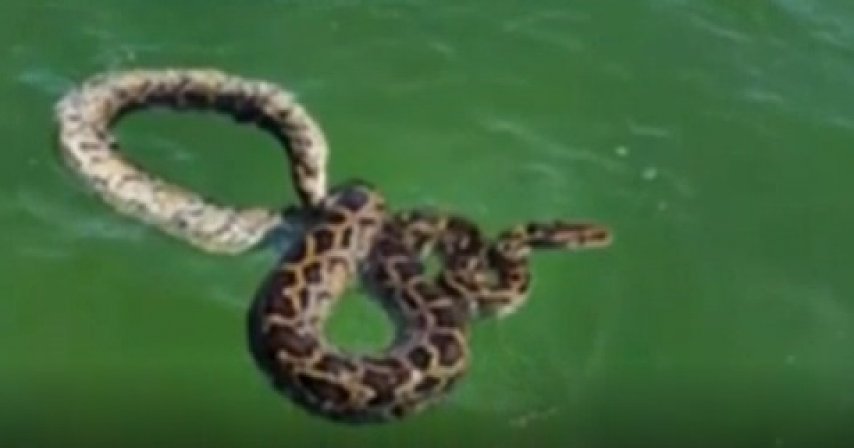 Serpiente pitón birmana nadando en la bahía de Miami © Telemundo 51 / Captura de vídeo