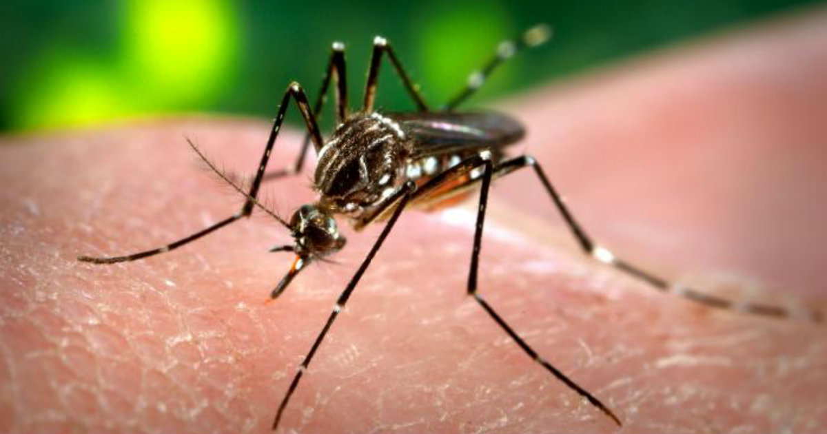 Mosquito Aedes Aegypti © Wikimedia Commons 