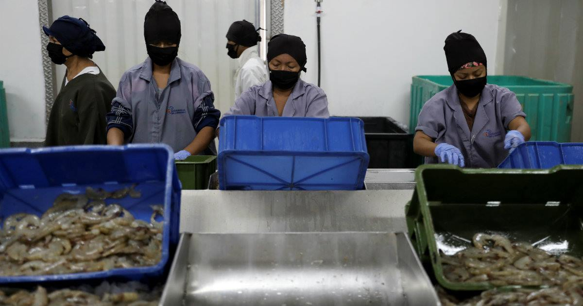 Trabajadores procesan camarones en las líneas de producción en una fábrica de procesamiento en Maracaibo © REUTERS / Manaure Quintero