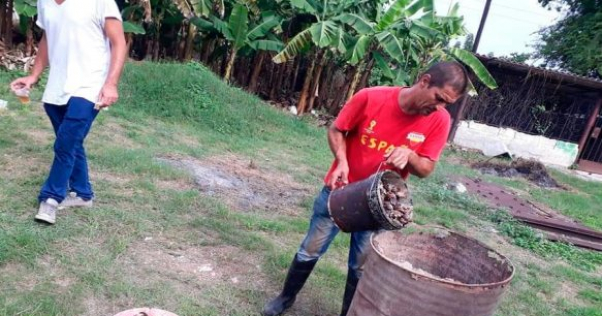 Actividad de saneamiento y control del caracol gigante africano en La Habana © IPS