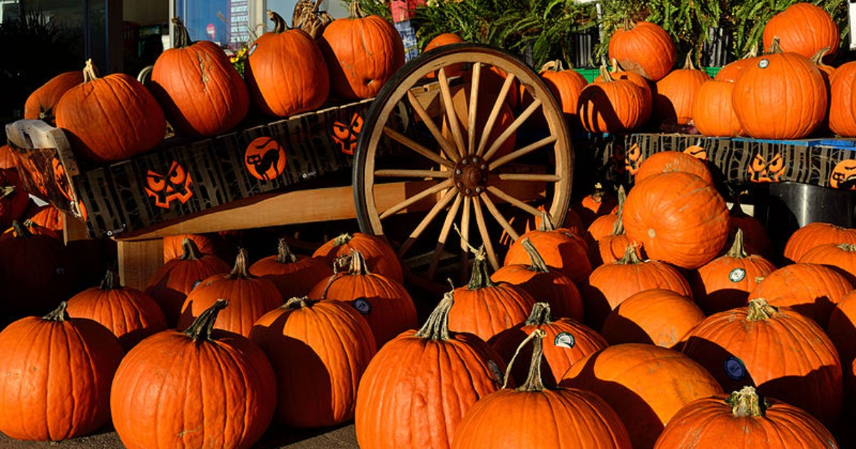 Calabazas para celebraciones de Halloween © Wikipedia