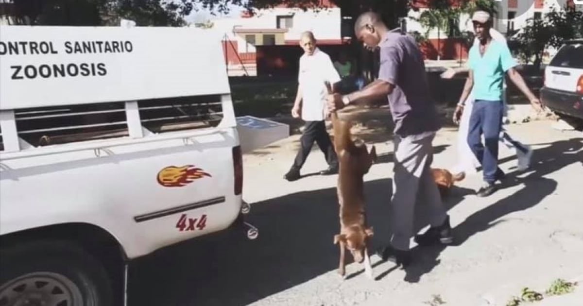 Empleado de Zoonosis recoge a un perro callejero © Alejandro Boue