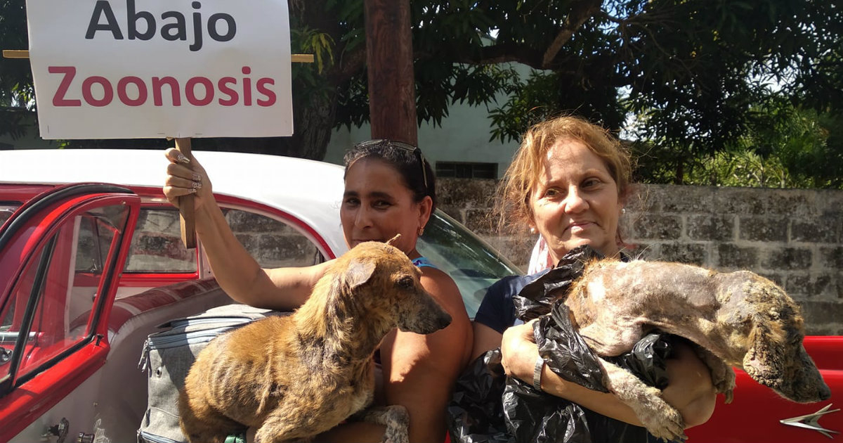 Perros rescatados en La Habana © Facebook / Beatriz Batista