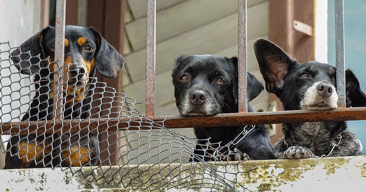 La exigencia de una ley de protección animal crece por estos días. © Cibercuba