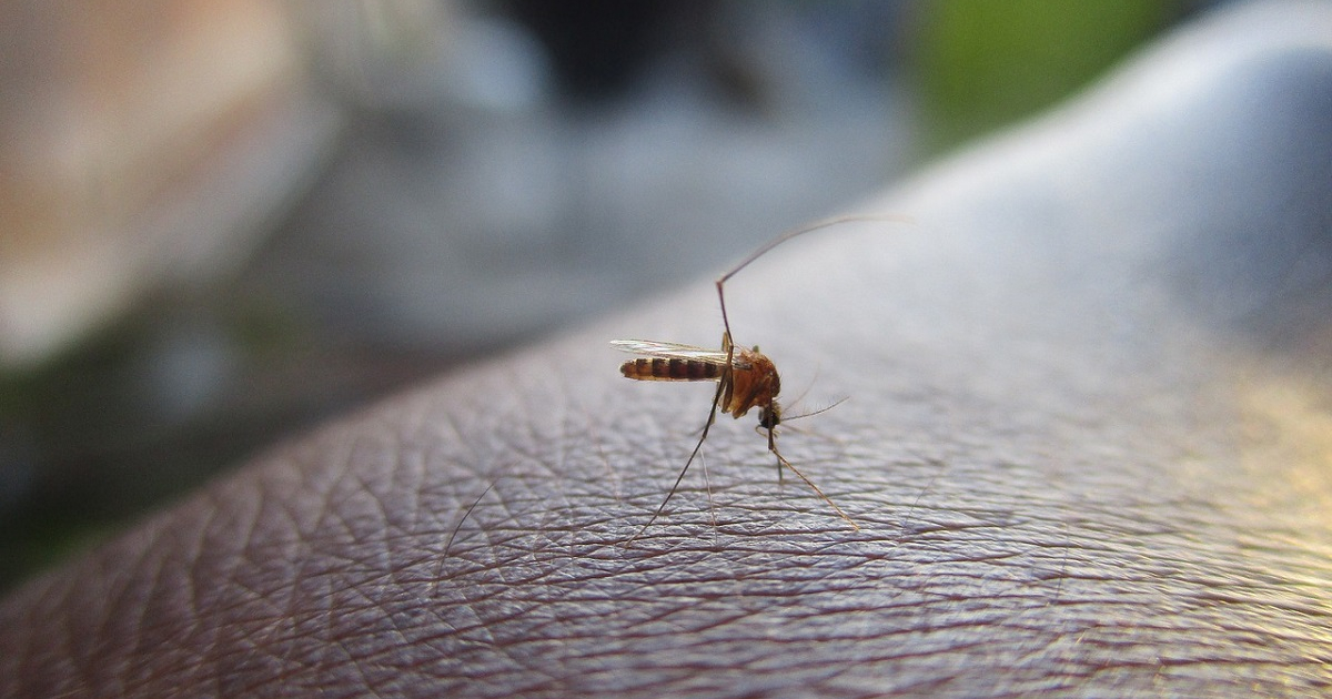 Mosquito del Aedes Aegypti © Pixabay