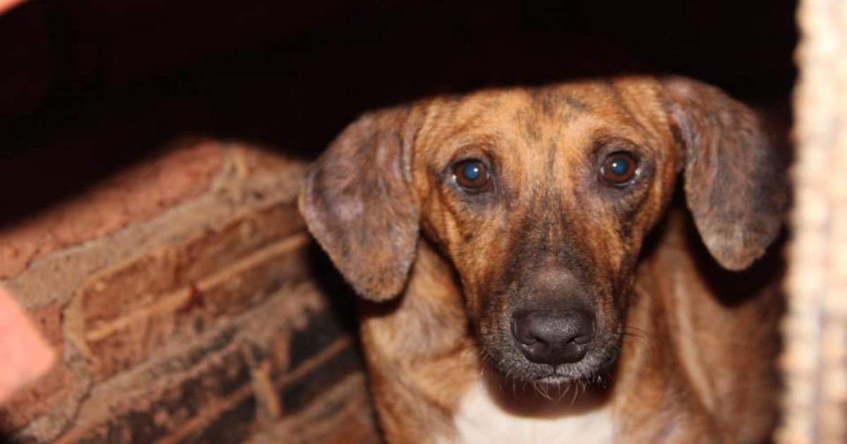 Uno de los perros recogidos en el refugio de Trinidad, Cuba. © Facebook / Proyecto Manos&Corazón
