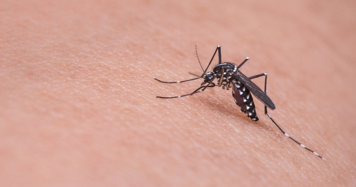 El dengue es trasmitido por la picadura del mosquito Aedes aegypti © pxhere