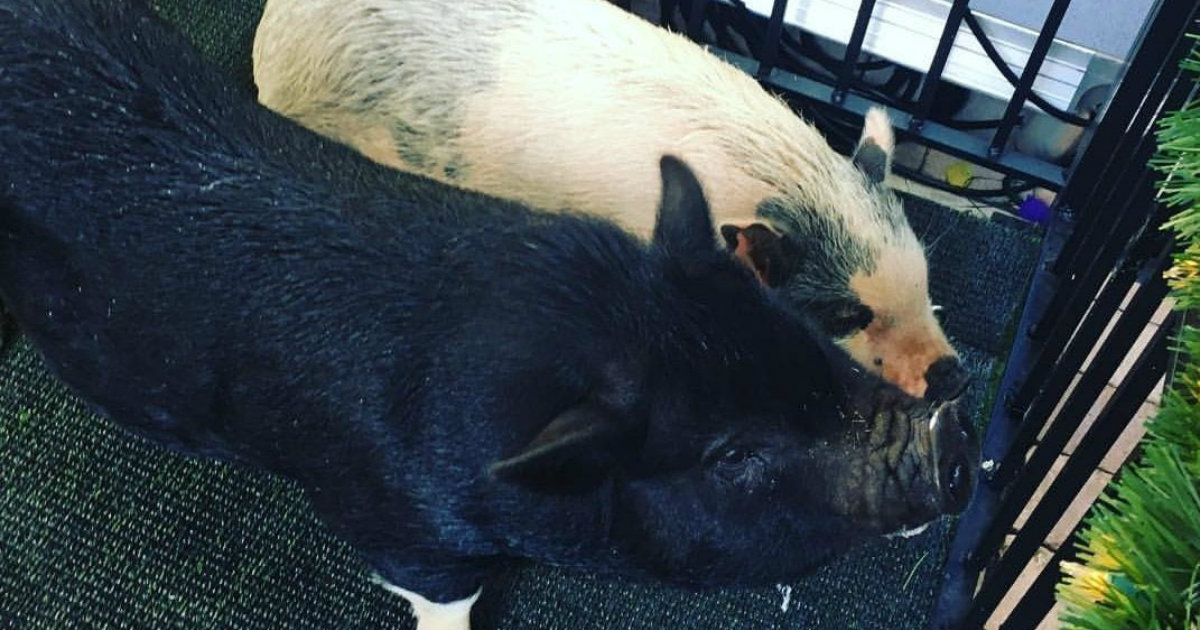 Imagen de los dos cerdos que fueron perdonados en 2018 (archivo) © twitter/Alex Castellanos