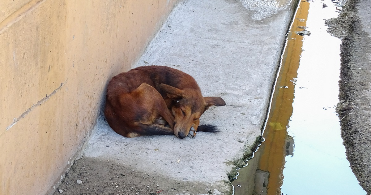 Un perro en calles de La Habana © CiberCuba