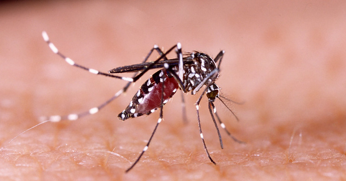 Aedes aegypti, mosquito transmisor de numerosos virus. © Flickr Commons