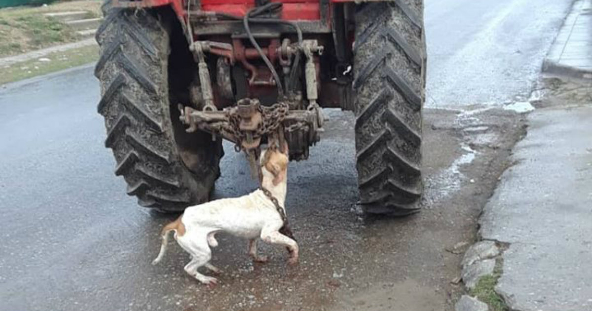 El perro fue arrastrado por un tractor © CiberCuba / Yaqueline Jardines‎
