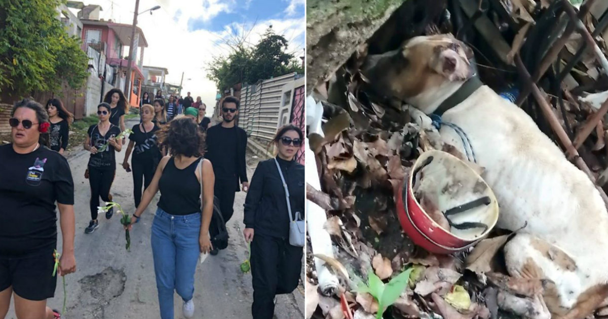 Protesta por la muerte del perro de La Hata © Facebook / Cuba contra el Maltrato Animal