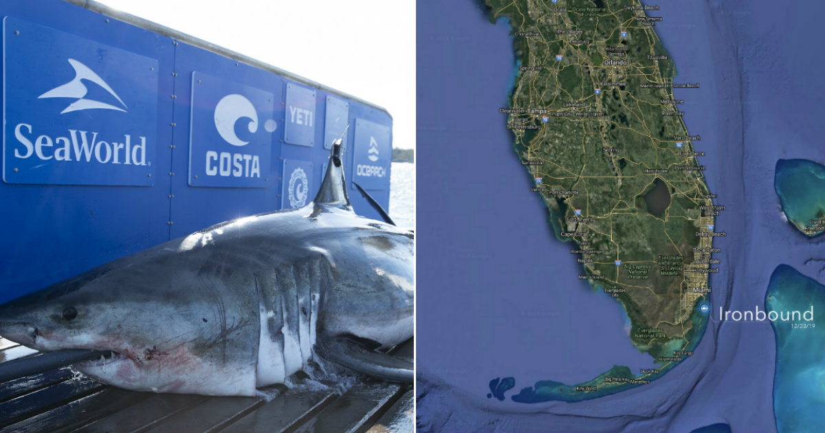 Tiburón en la Florida en una imagen de archivo © Twitter / OCEARCH
