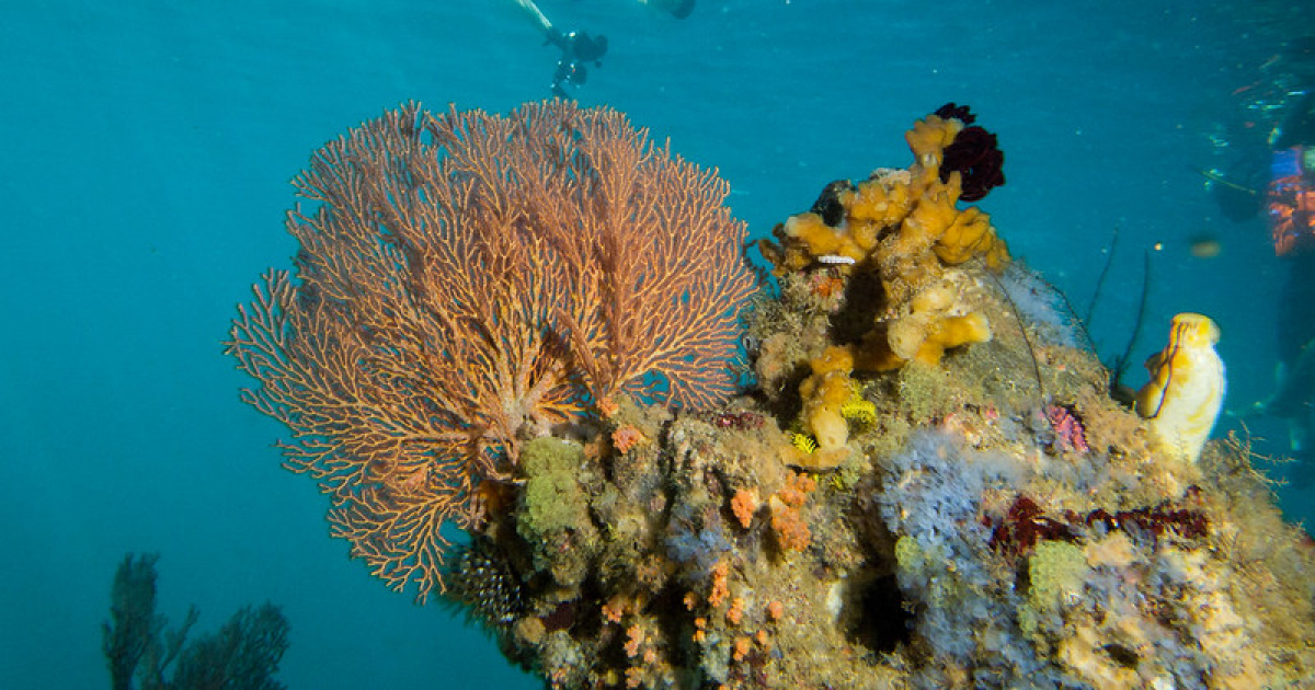 Arrecifes de coral © Flickr Commons/Cositos
