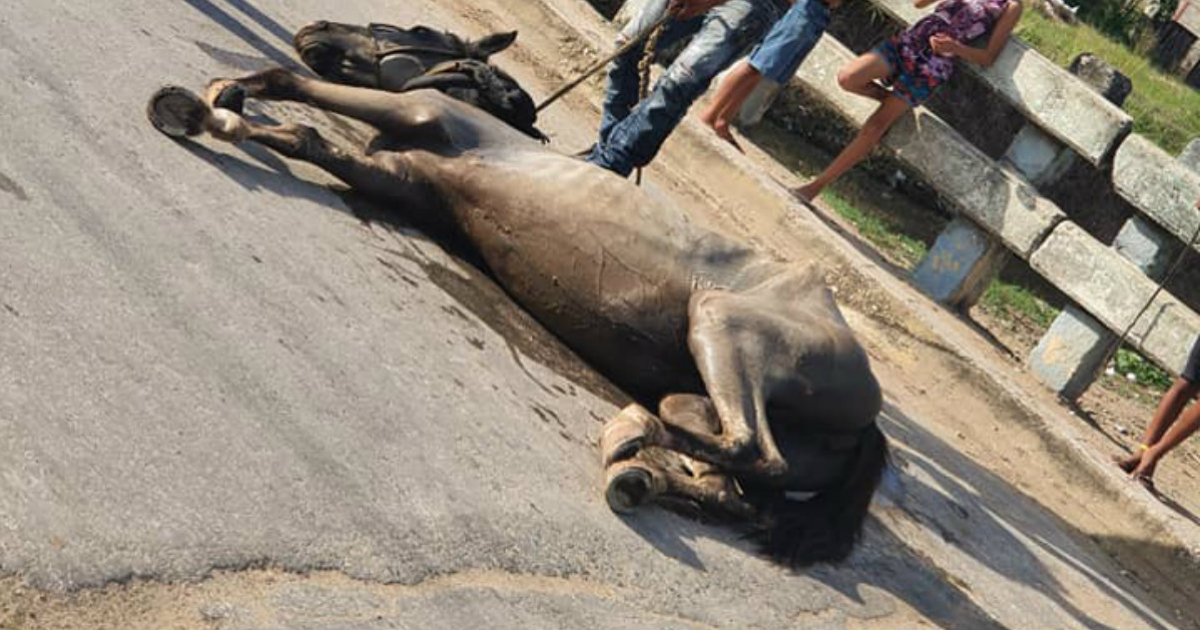 Caballo muerto en medio de la vía pública © Facebook/Geysa Cruz