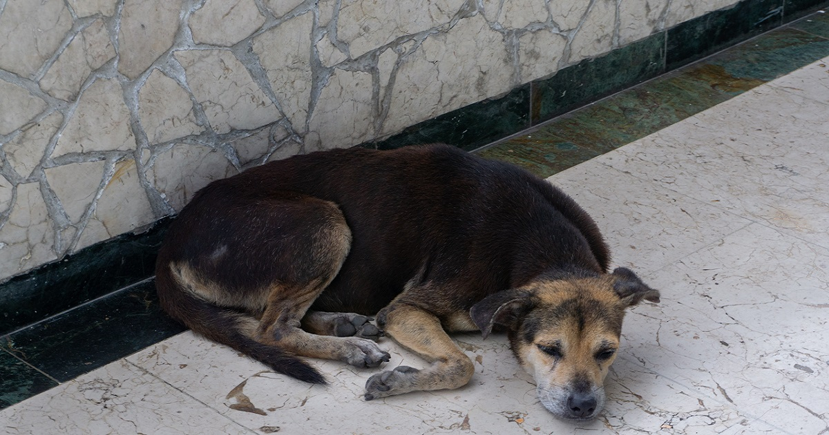 Un perro callejero descansa en las cercanías del hotel Habana Libre. © Cibercuba
