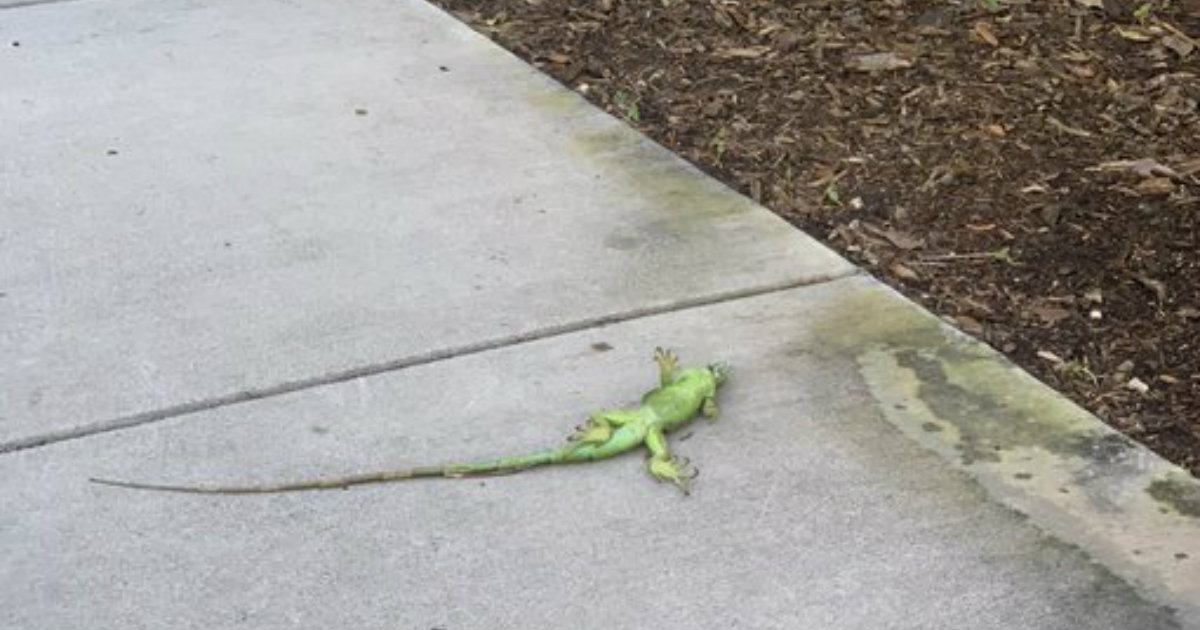 Iguana muerta tras caer de un árbol en Florida © Twitter / Maria M. Bilbao