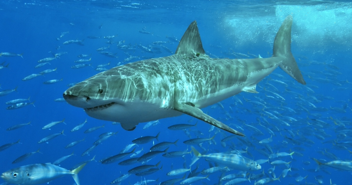 Un tiburón (imagen de referencia). © Wikimedia Commons / Terry Goss