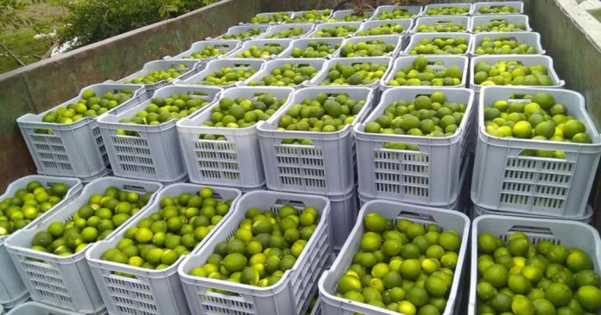 Limones de Cuba para exportación, mientras no hay para la población. © Venceremos