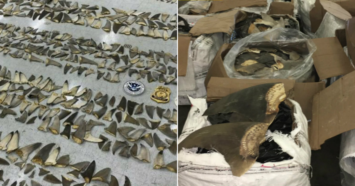 Las miles de aletas de tiburón que fueron incautadas en Miami © Servicio Federal de Pesca y Vida Silvestre
