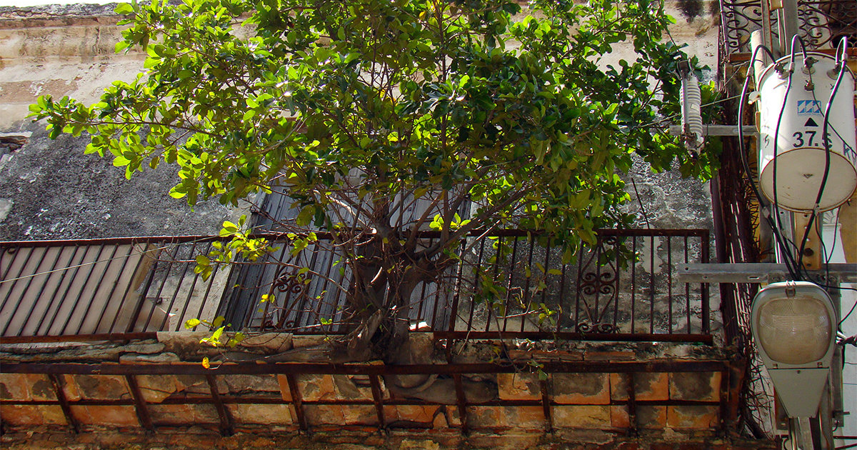 Árbol en pared y balcón, Casa de la Habana Vieja © CiberCuba