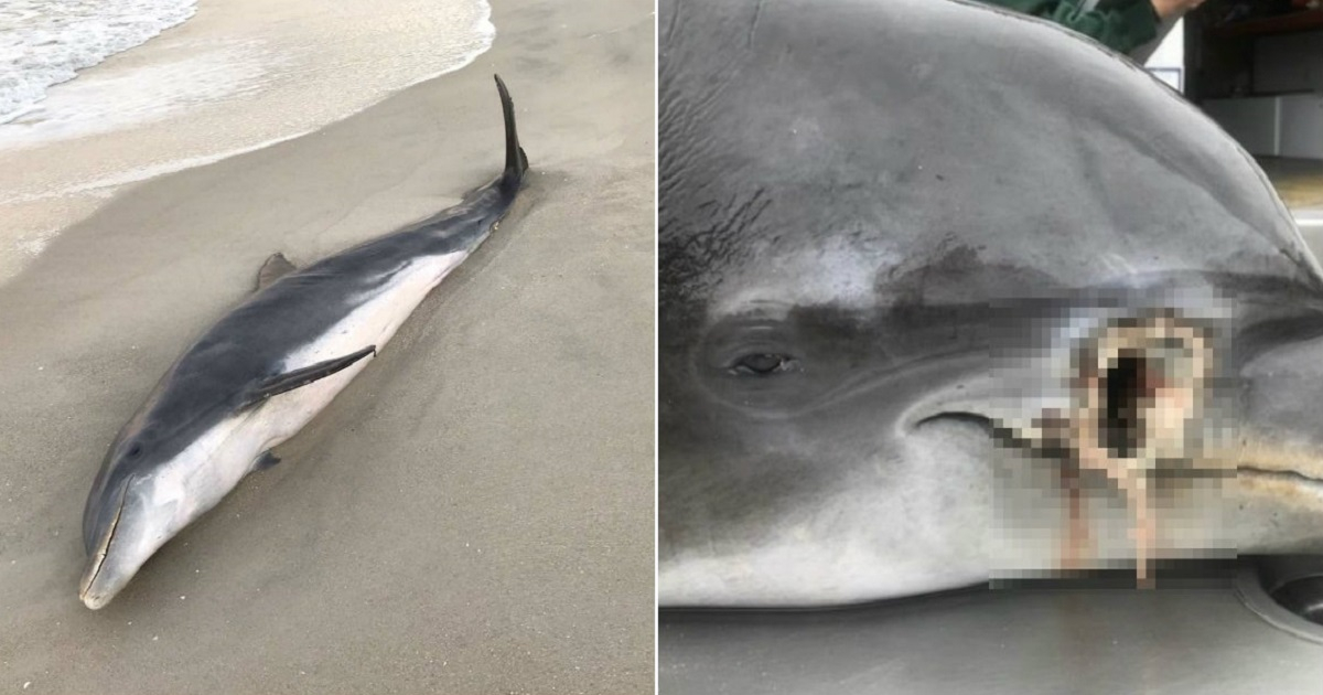 Delfines asesinados en Florida © Florida Fish and Wildlife Conservation Commission
