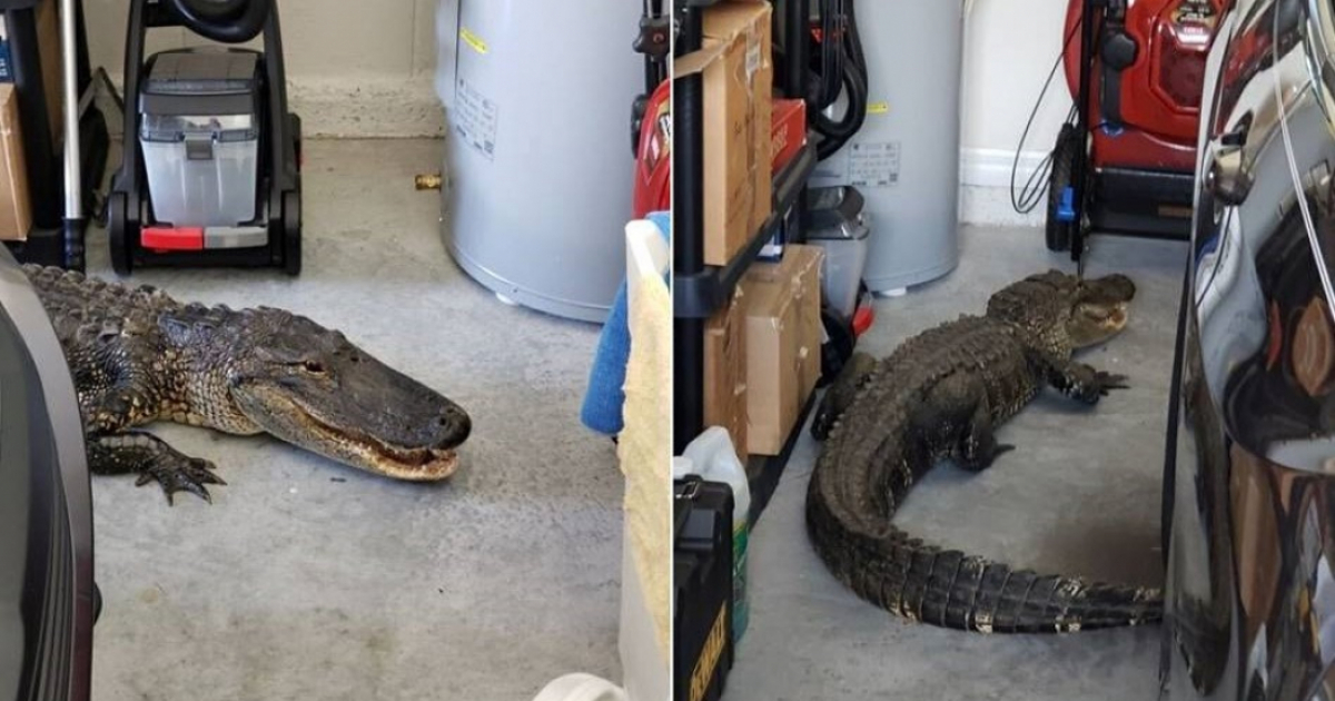 Alligator en el garaje de la casa © North Port Police Department 