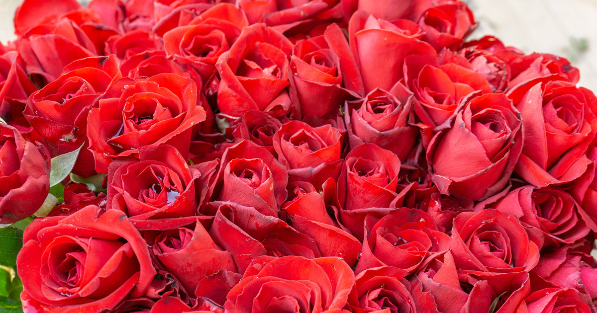 Rosas rojas © CiberCuba