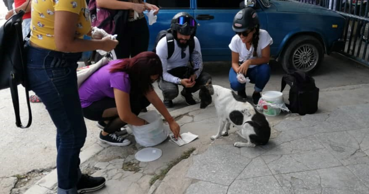 Asisten a perros callejeros en La Habana © Facebook / MOTO Eléctrica CUBA