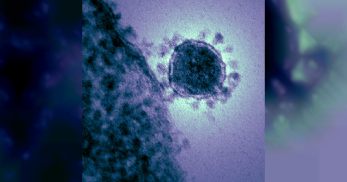 Coronavirus © Wikimedia Commons