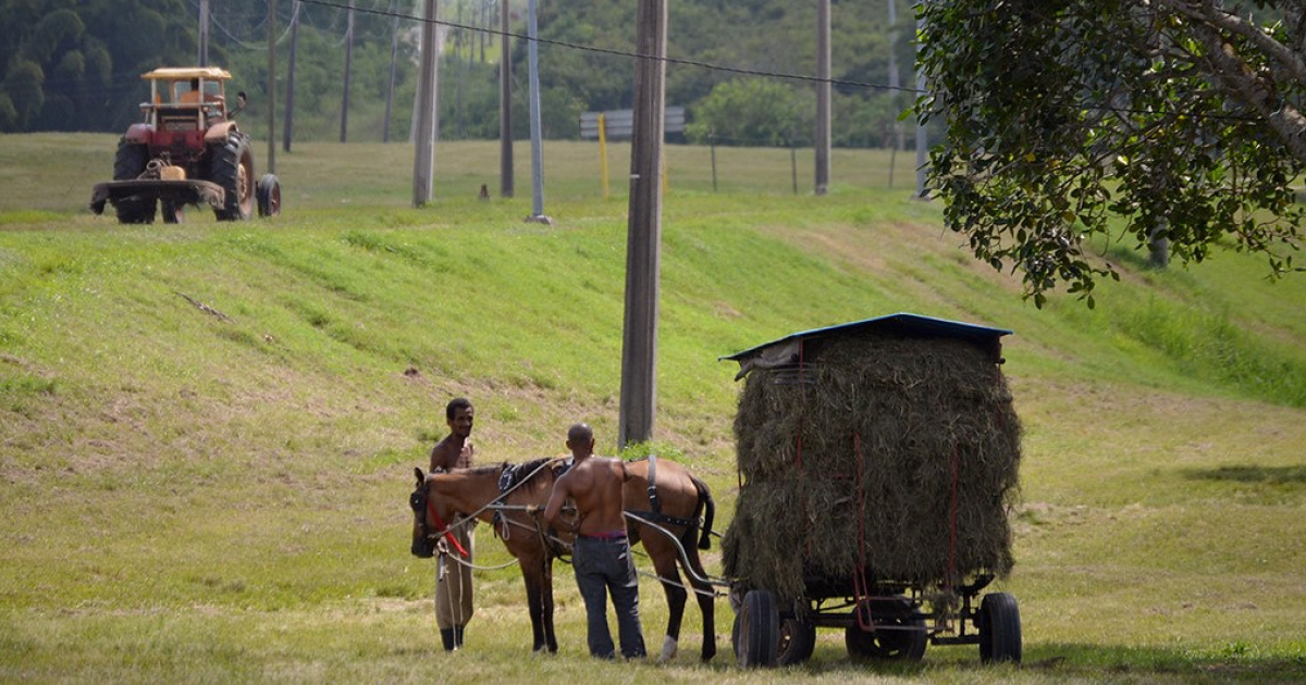 Campesinos cubanos © CiberCuba
