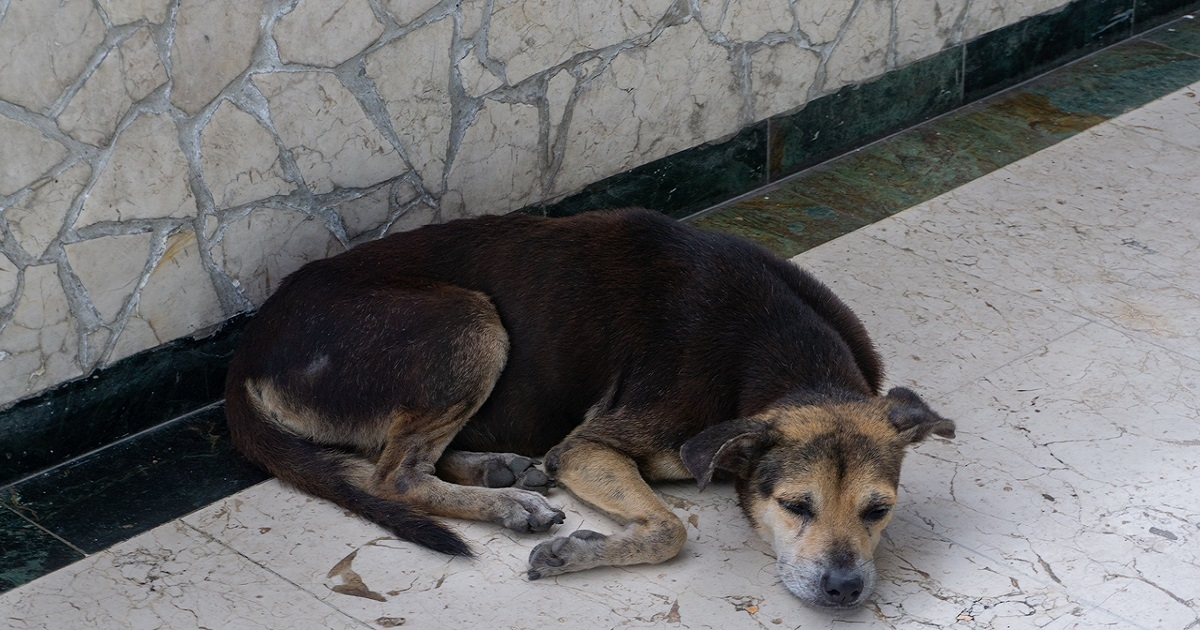 Perrito callejero en Cuba © CiberCuba