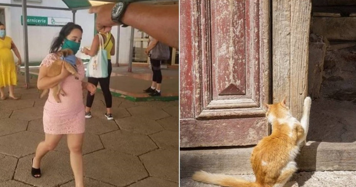 Cubana con un perro con nasobuco y gato callejero © CiberCuba