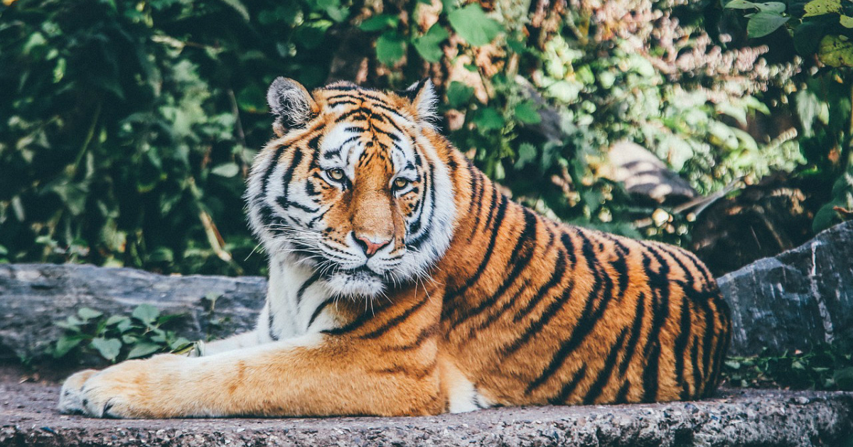 Tigre © Pixabay creative commons