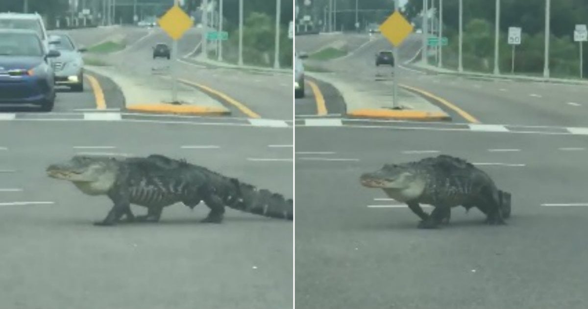 Alligator cruza una transitada calle en Florida © Facebook / FOX 13's Chris Cato
