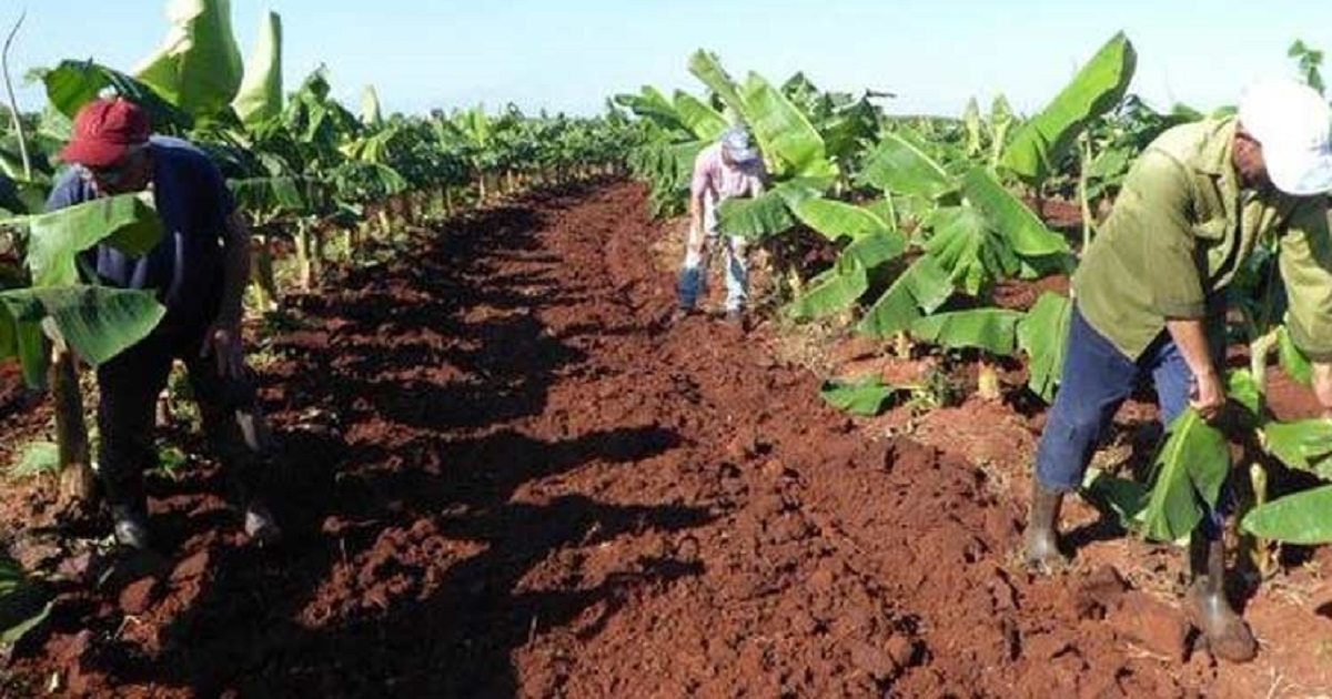 Agricultores cubanos © Prensa Latina