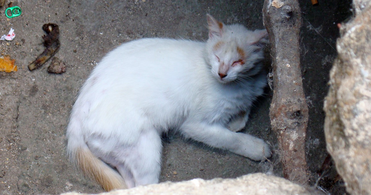 Gato callejero (referencia) © CiberCuba