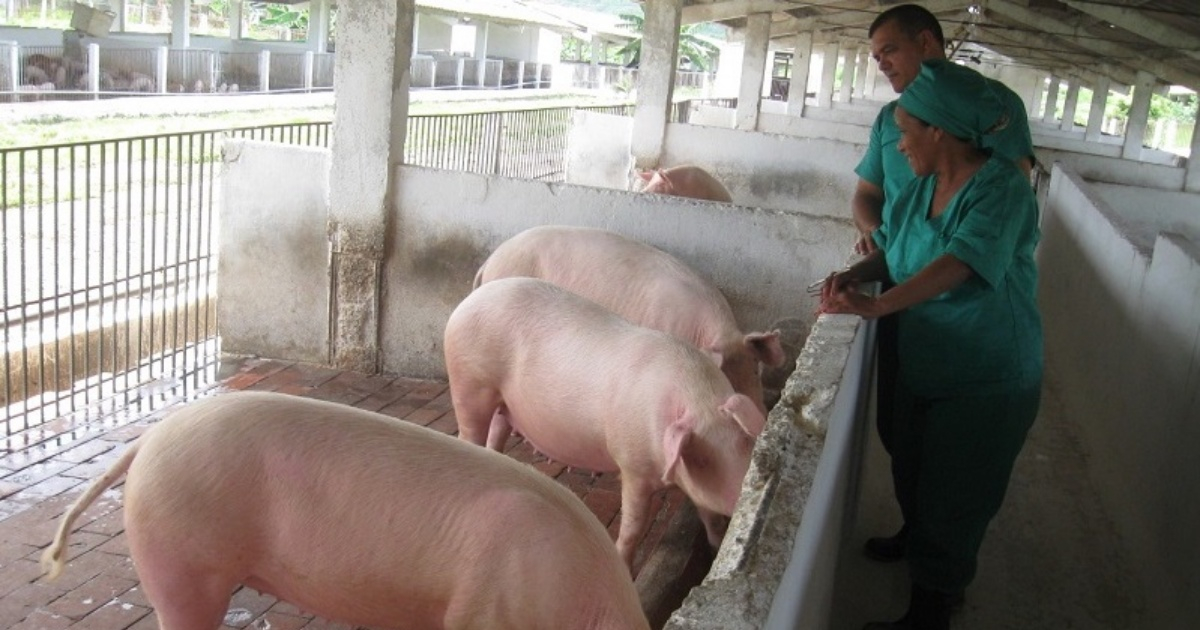 Producción de cerdos en Cuba © Escambray / Xiomara Alsina