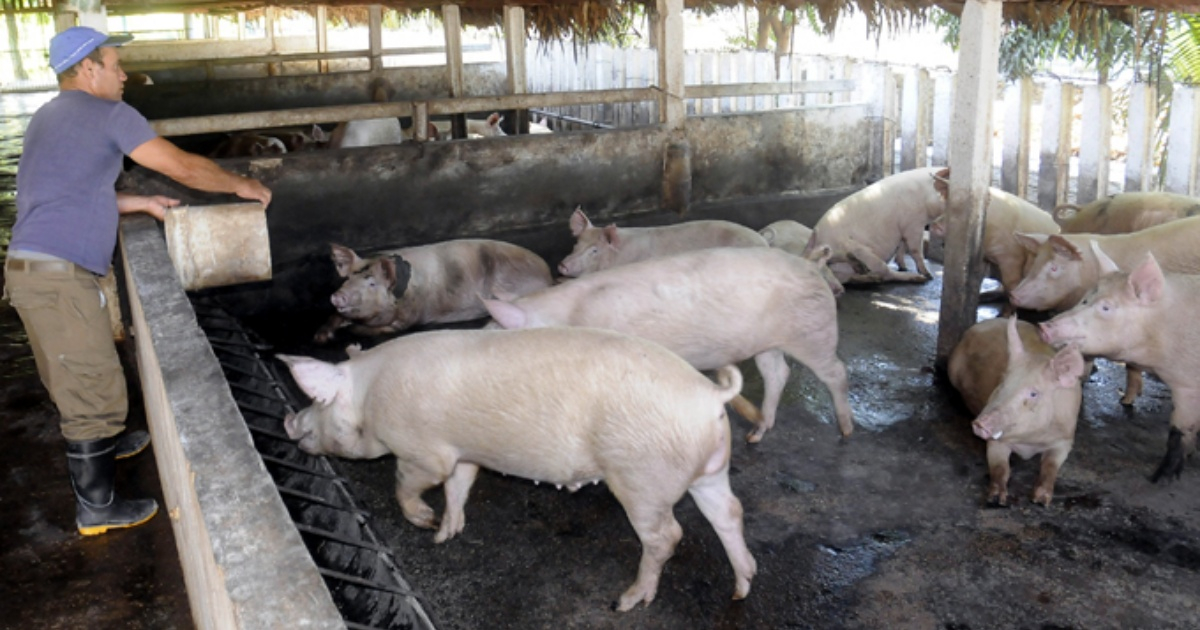 Productor de cerdos en Cuba (Imagen referencia) © La Demajagua / Luis C. Palacios Leyva