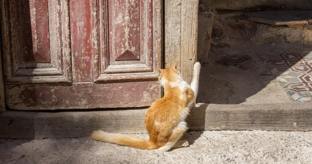 Gato callejero en Cuba © CiberCuba