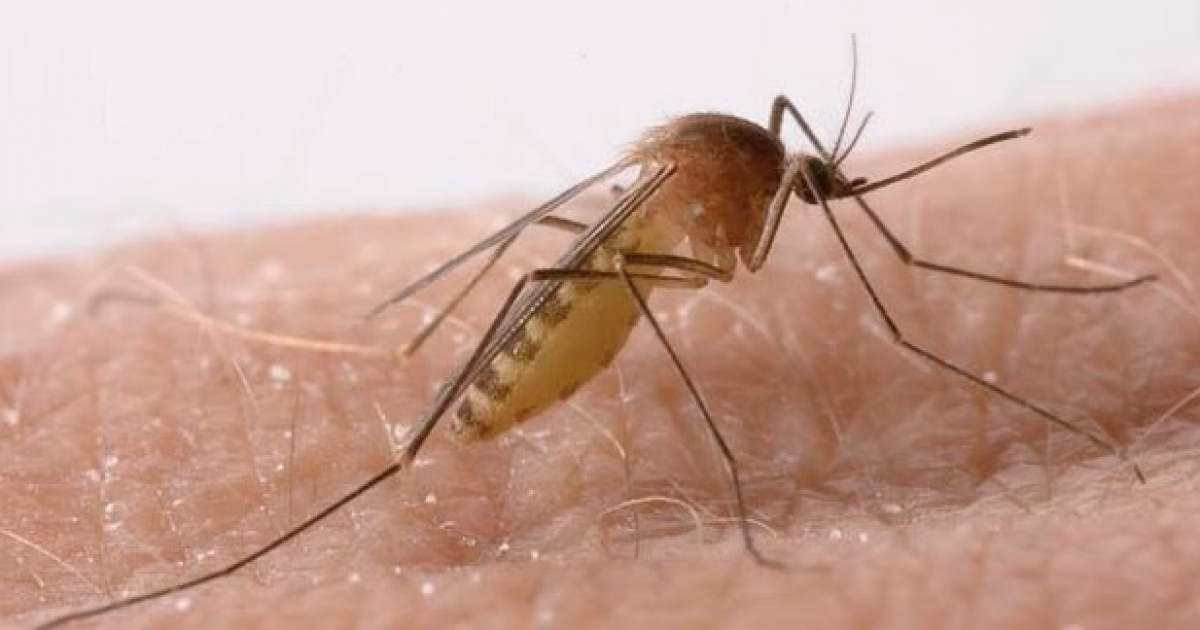 Mosquito © Comité Asesor de Vacunas
